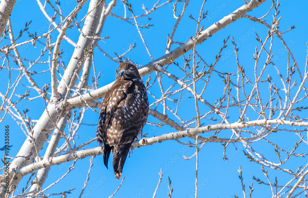 A Dark Morph Red-tailed Hawk Perched in a Tree A Dark Morph Red-tailed Hawk Perched in a Tree