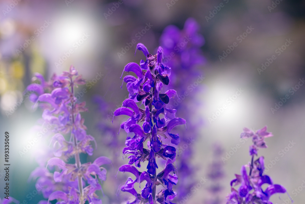 Beautiful Violet Flowers.little summer flower. Flowers In The Garden At Springtime. little purple flower. Beautiful Violet Flowers.little summer flower. Flowers In The Garden At Springtime. little purple flower.