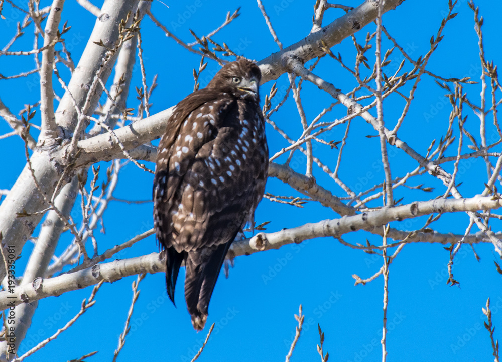 A Dark Morph Red-tailed Hawk Perched in a Tree A Dark Morph Red-tailed Hawk Perched in a Tree