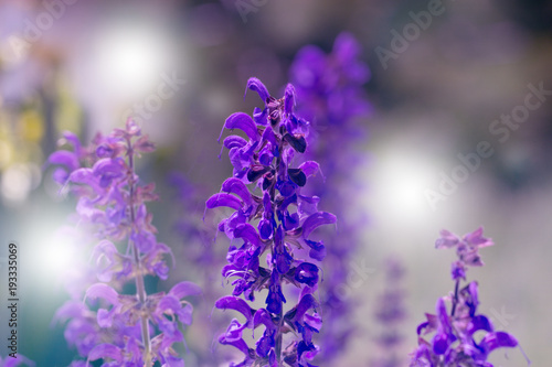 Beautiful Violet Flowers.little summer flower. Flowers In The Garden At Springtime. little purple flower.
