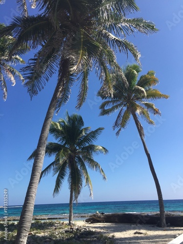 Three Palm Trees Half Moon Caye Belize