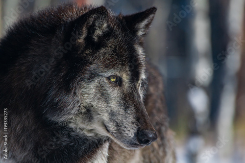 A Black Tundra Wolf Closeup Profile
