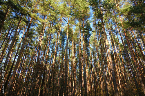 Fototapete HIgh pines in forest at beautiful day. Pine forest and blue sky.