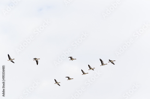 Geese formation flying upwards © olandsfokus