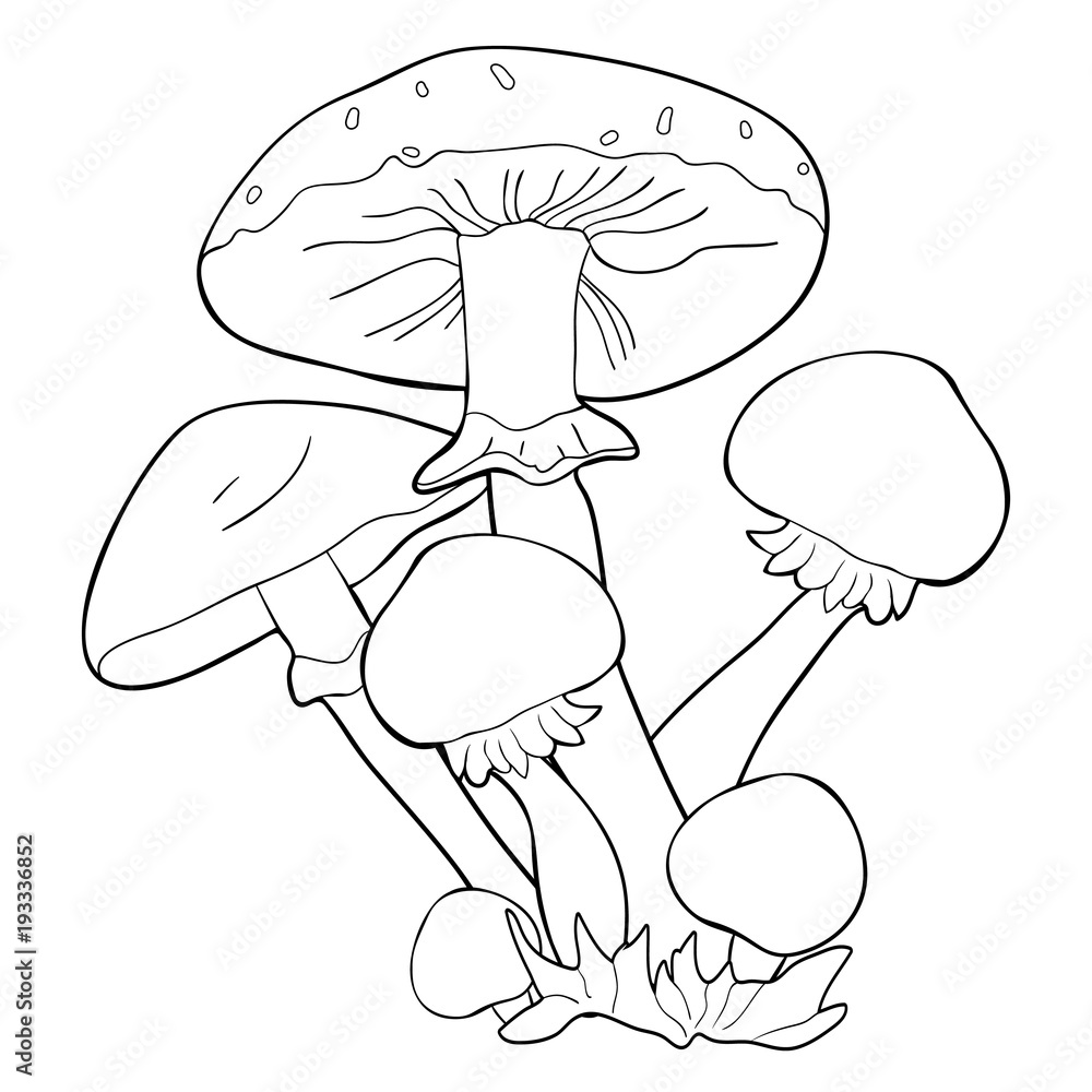 coloring mushroom honey agaric fungus. illustration coloring mushroom honey agaric fungus. illustration