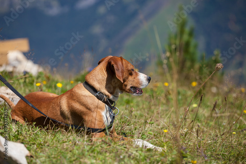 Hunting dog on a leash outdoor
