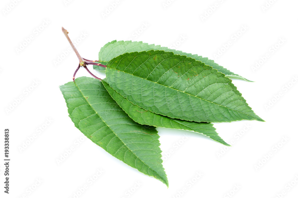 Kirschblatt Kirschblätter Süßkirschblatt Süßkirschenblatt Kirschbaumblatt Kirschbaumblätter