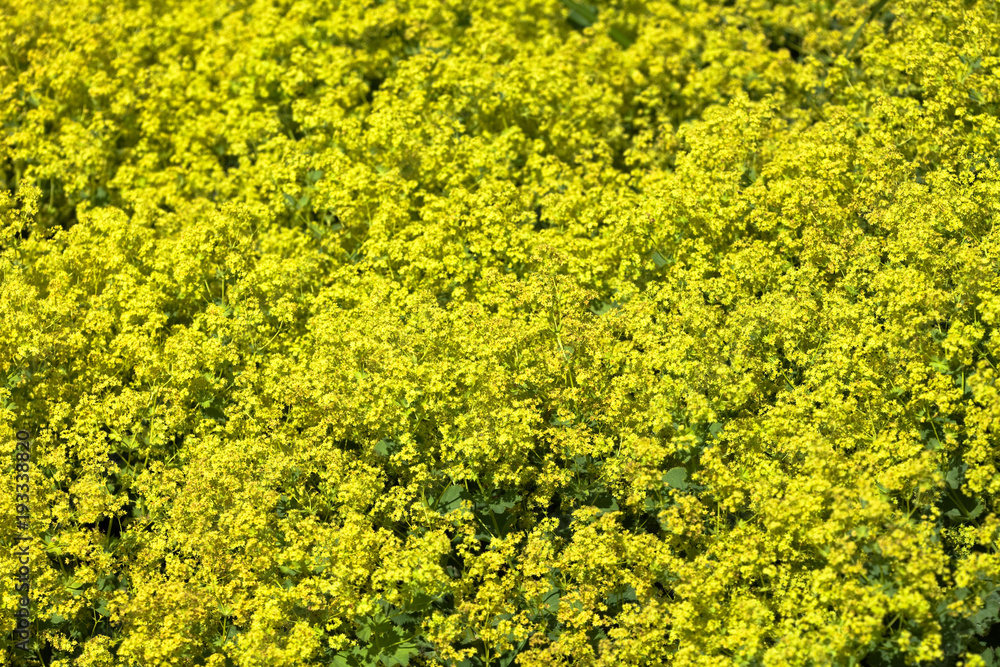Ladys mantle, (Alchemilla) Ladys mantle, (Alchemilla)