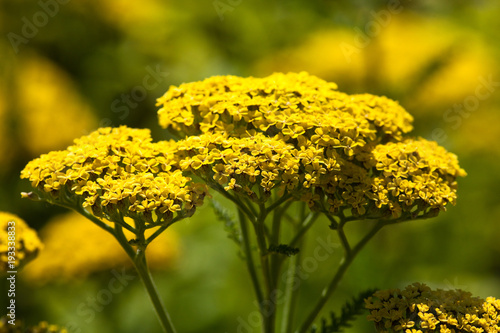 Yarrow, (Achillea-Hybride, Credo)