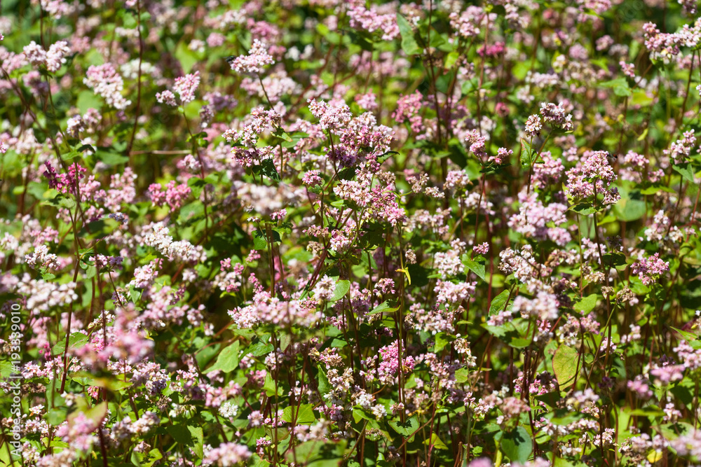 Buckwheat plant(Fagopyrum) Buckwheat plant(Fagopyrum)
