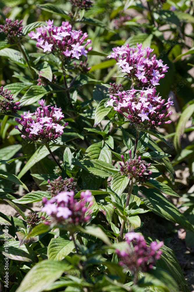 Fototapeta premium Penstemon, (Penstemon digitalis)