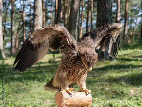 Falco cherrug, bird of prey