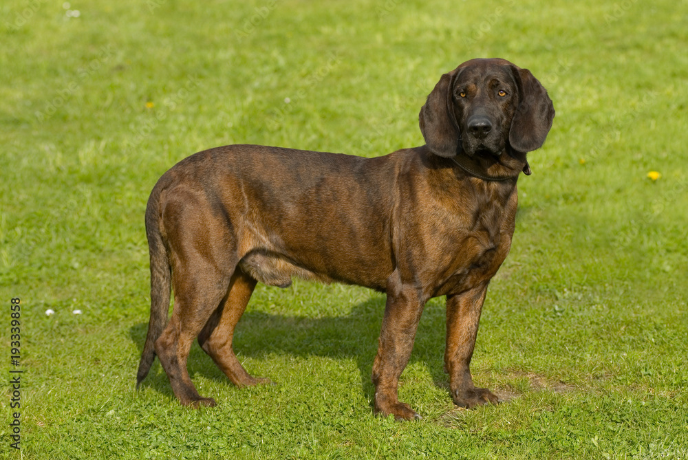 Hannoverscher Schweißhund in einer Wiese Hannoverscher Schweißhund in einer Wiese