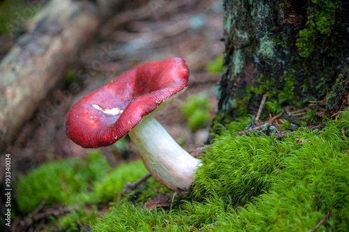 Russula xerampelina, also known as the crab brittlegill or the shrimp mushroom in forest.