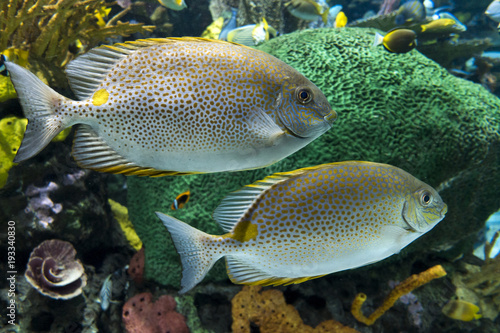 Yellow Spot rabbitfish Siganus guttatus - tropical sea fish