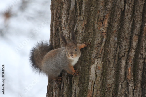 fluffy red squirrel on a tree during a snowfall