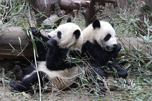 Fototapeta Naklejka Na Ścianę i Meble -  Little Panda Cubs Sit Side by Side eeating Bamboo Leaves, China