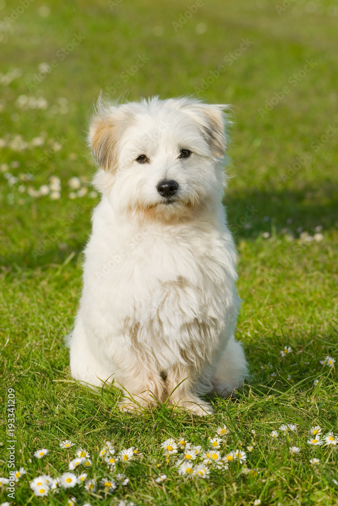 Coton de Tuléar sitzt in einer Wiese Coton de Tuléar sitzt in einer Wiese