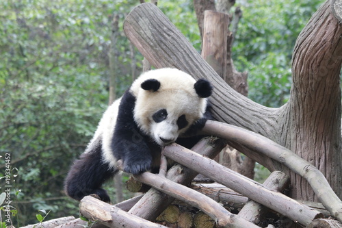 Fototapeta Naklejka Na Ścianę i Meble -  Little panda Cub plays on the Wood Structure, China