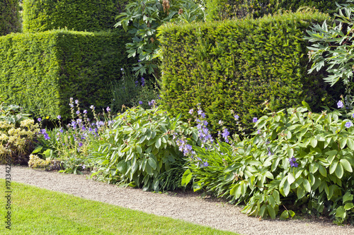 Fototapeta Przystrzyżony żywopłot cisowy, kwitnące rośliny przy małej kamiennej ścieżce i trawniku, w letnim ogrodzie angielskim.