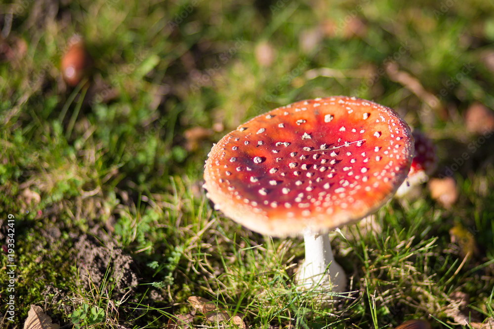 Red mushroom with white dots in the nature Red mushroom with white dots in the nature