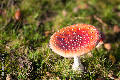 Red mushroom with white dots in the nature