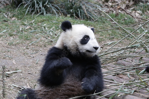 Giant Panda Cub Eating Bamboo Leaves, Chengdu, China