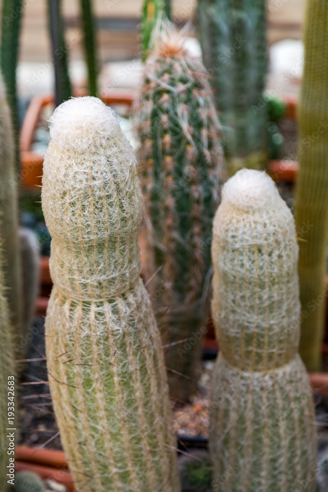 Cactus. Rare exotic succulent from the family of the perennial flowering plants
