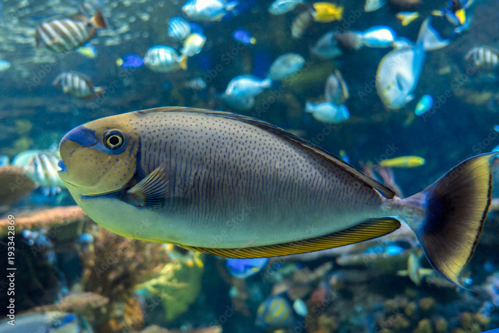 Bignose unicornfish (Naso vlamingii) tropical sea and ocean fish Bignose unicornfish (Naso vlamingii) tropical sea and ocean fish