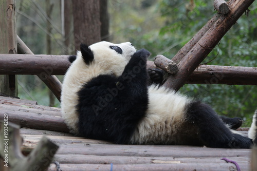 Fototapeta Naklejka Na Ścianę i Meble -  Sleepy Giant Panda , Chengdu, China