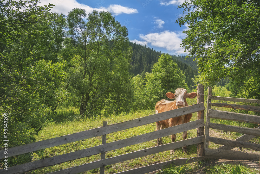 Cow behind a fence in alpine scenery - Summer landscape with a curious cow, behind an old wooden fence, surrounded by green nature, and the Carpathians in the background, in Romania.