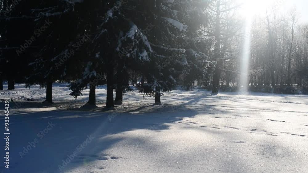 Falling snow in a winter landscape forest park with snow covered trees. Blue sky on background Falling snow in a winter landscape forest park with snow covered trees. Blue sky on background
