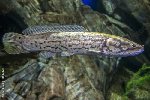 The Bowfin, Amia calva,- 