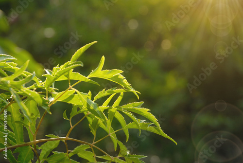 Foto Polyscias Fruticosa leaf closeup with sun flare and sun beam.
