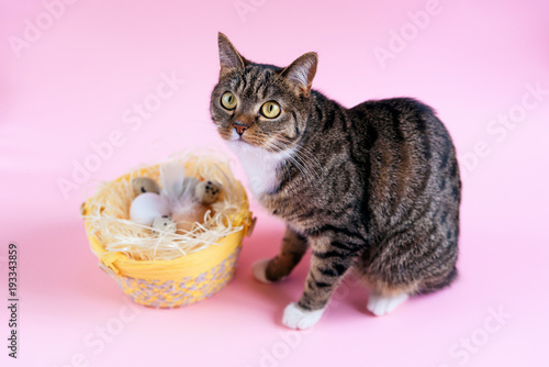 Easter concept. Funny home cat with basket full of Ester eggs on the pink background.