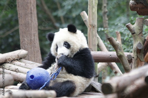Fototapeta Naklejka Na Ścianę i Meble -  Little Panda Cub is Playing with A Blue Ball, Chengdu, China