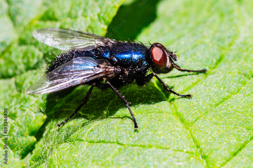 Mücke, Fliege irgendwie schön Mücke, Fliege irgendwie schön