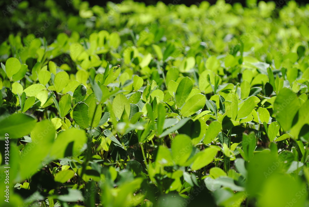 Obraz premium texture