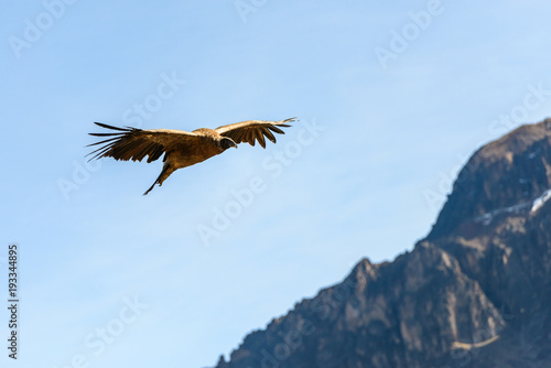 Pérou, Canyon de Colca :Un Condor femelle planant dans le canyon. photo