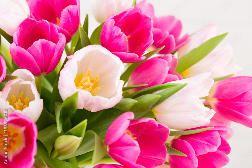 Fototapeta premium Pink tulip on the white background. Easter background