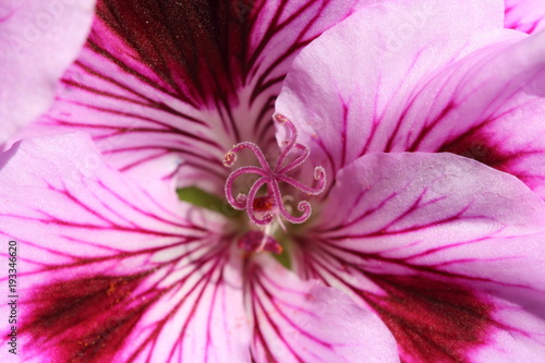 Fototapeta Naklejka Na Ścianę i Meble -  Pélargonium rose macro pistil