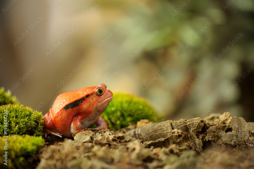 Obraz premium Crapaud rouge de Madagascar - Dyscophus antongilii