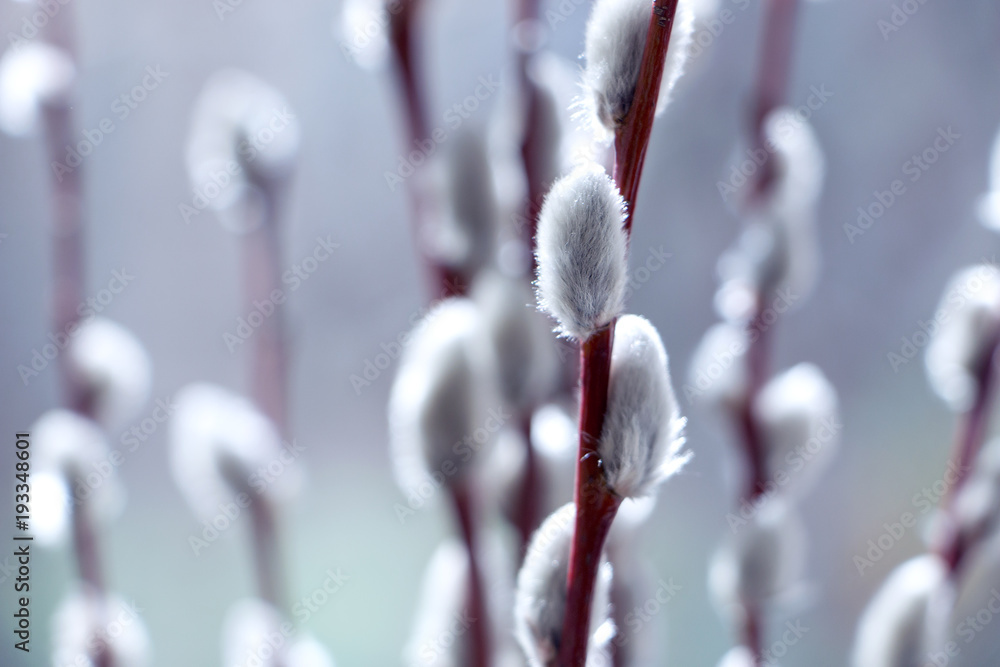 Fototapeta premium willow twigs