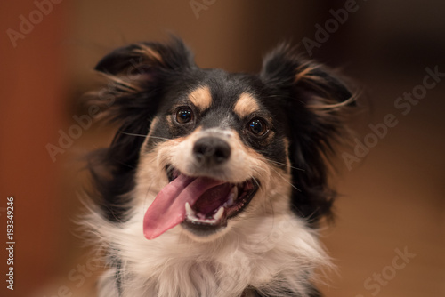 Goofy dog with tongue hanging out © Nicholas Steven