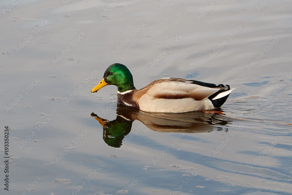 Obraz premium Stockende