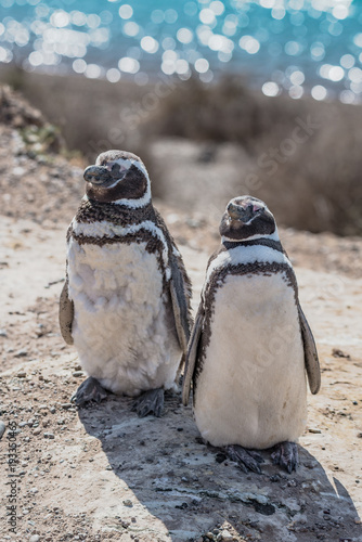 Magellanic penguins guarding their nest, peninsula Valdes, Patagonia