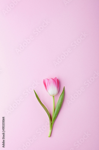 Pink tulip flower on pink background. Flat lay, top view. © LyubaAlex