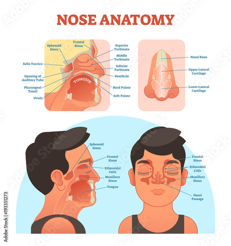 Nose anatomy medical vector illustration diagram.