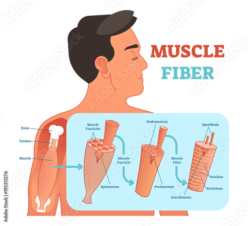Muscle fiber anatomical vector illustration, medical education information.