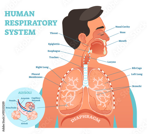 Human Respiratory System anatomical vector illustration, medical education cross section diagram with nasal cavity, throat, lungs and alveoli.  photo